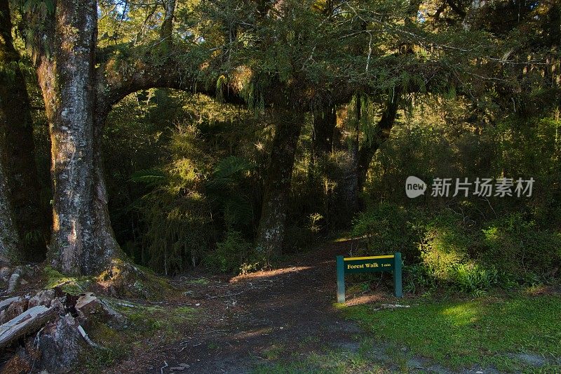 新西兰南岛西海岸，有抱负的山国家公园的Pleasant Flat露营地的森林漫步